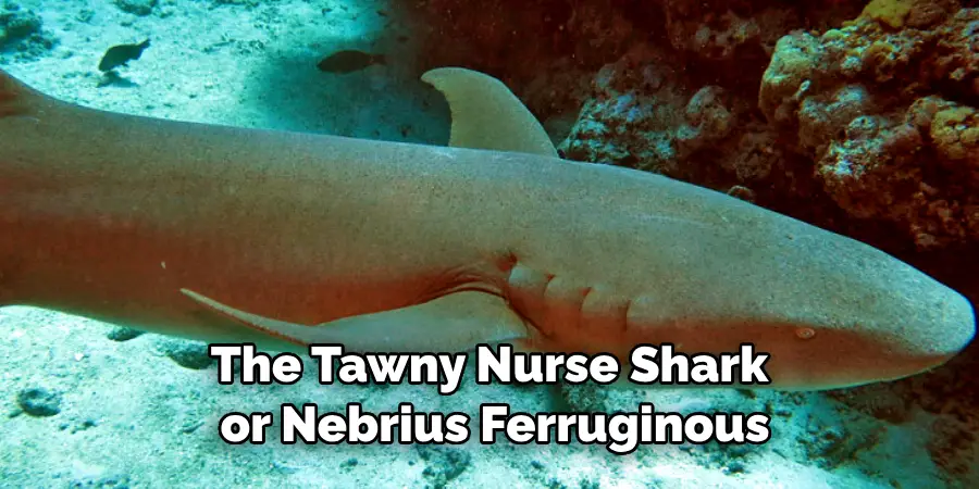 The Tawny Nurse Shark
 or Nebrius Ferruginous