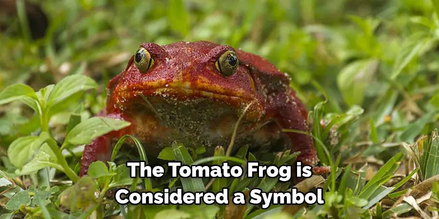 The Tomato Frog is 
Considered a Symbol