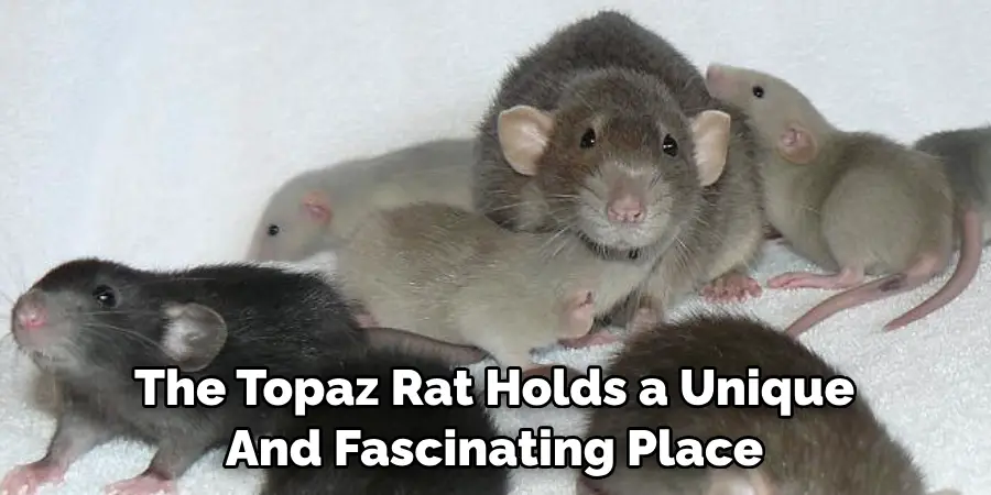 The Topaz Rat Holds a Unique 
And Fascinating Place