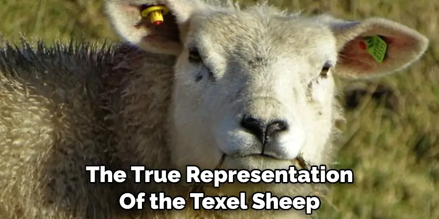 The True Representation
Of the Texel Sheep