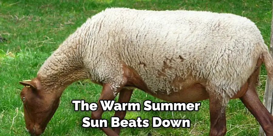The Warm Summer 
Sun Beats Down