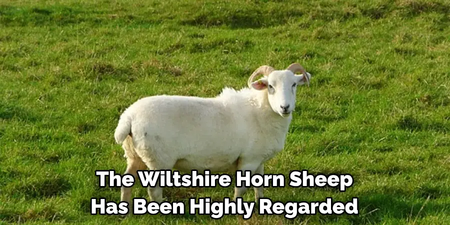 The Wiltshire Horn Sheep 
Has Been Highly Regarded