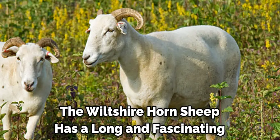 The Wiltshire Horn Sheep 
Has a Long and Fascinating