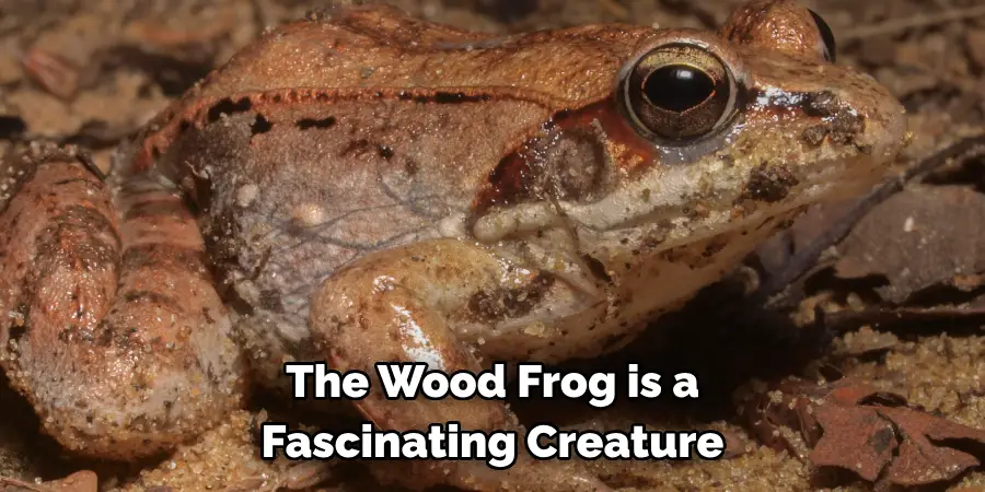 The Wood Frog is a 
Fascinating Creature