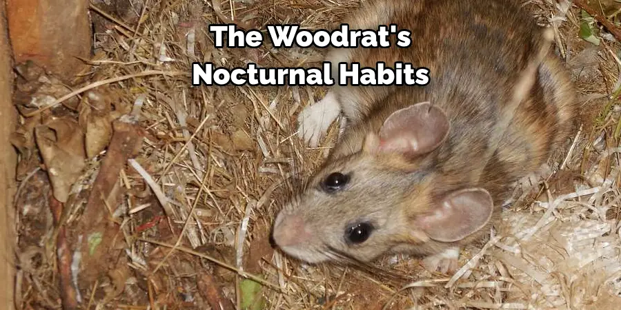 The Woodrat's 
Nocturnal Habits