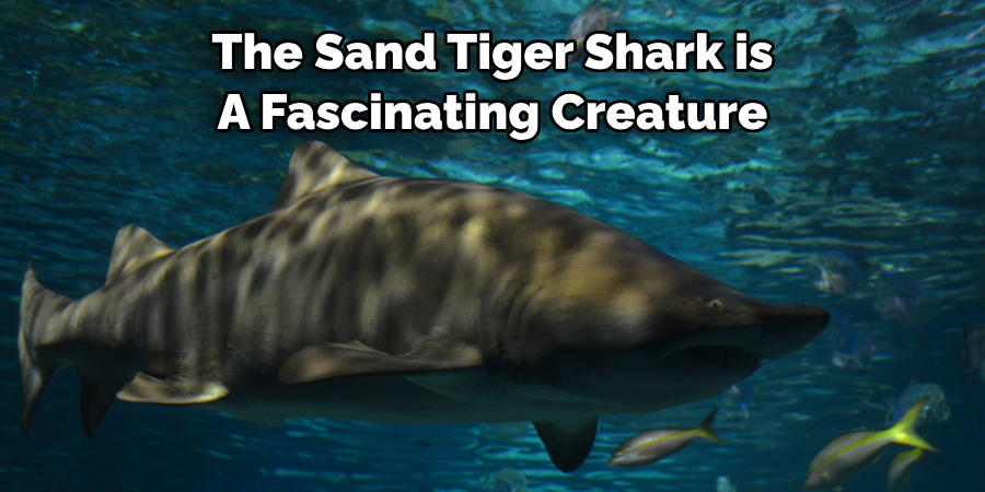 The sand tiger shark is a fascinating creature