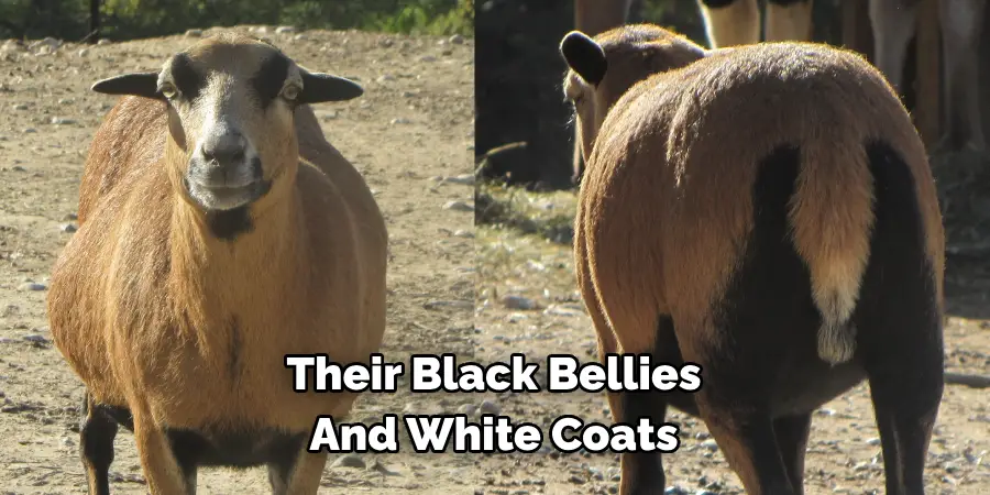 Their Black Bellies 
And White Coats