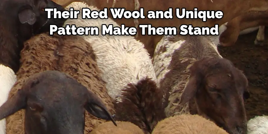 Their Red Wool and Unique 
Pattern Make Them Stand