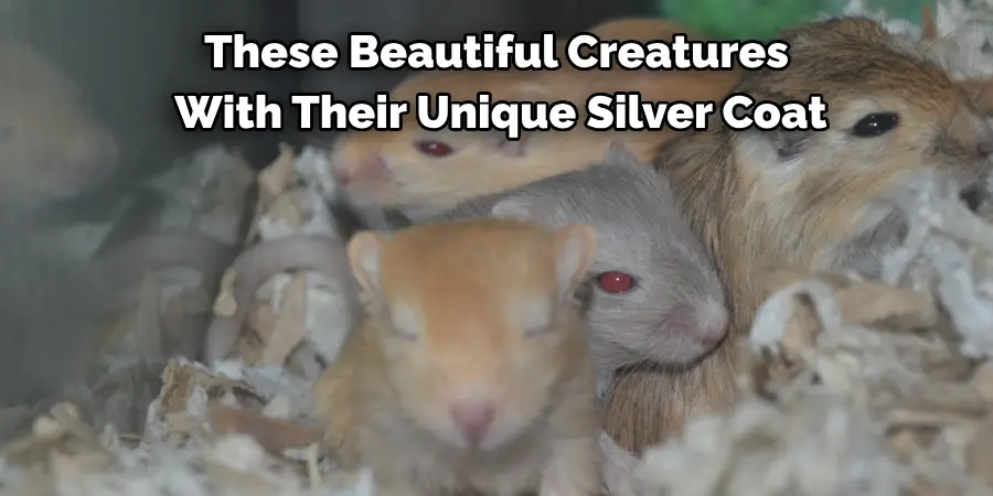 These Beautiful Creatures
 With Their Unique Silver Coat