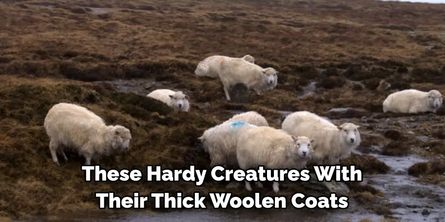 These Hardy Creatures With 
Their Thick Woolen Coats