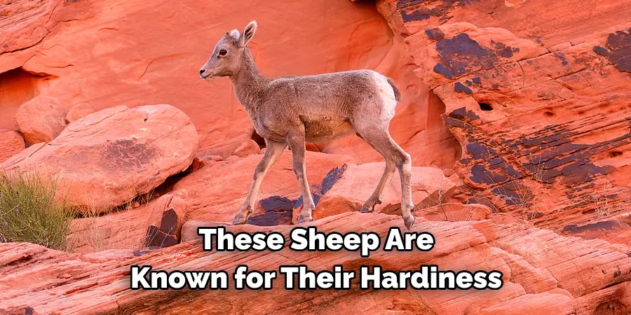 These Sheep Are 
Known for Their Hardiness 