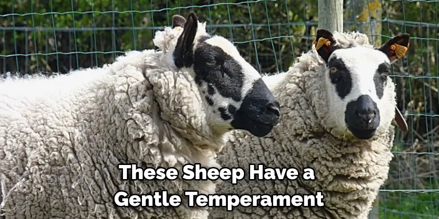 these sheep have a gentle temperament