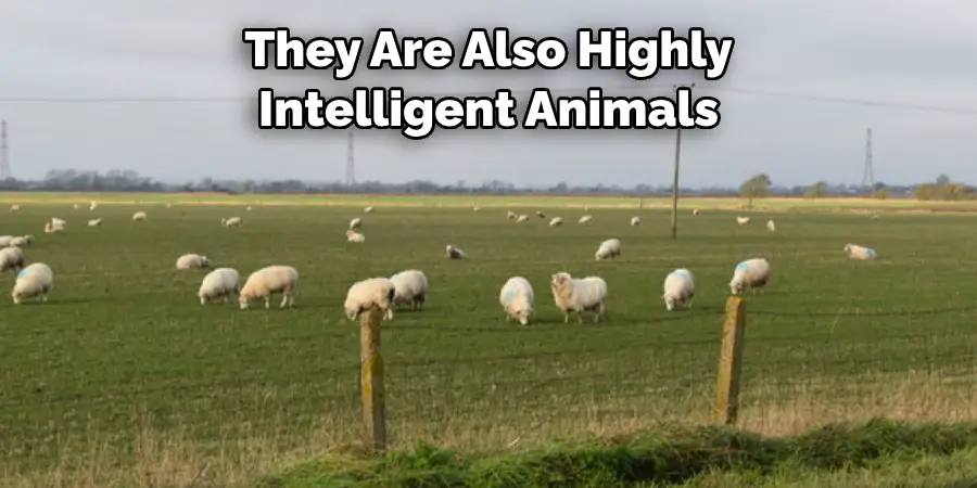 They Are Also Highly 
Intelligent Animals