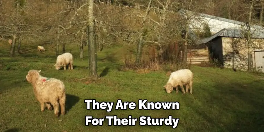 They Are Known 
For Their Sturdy