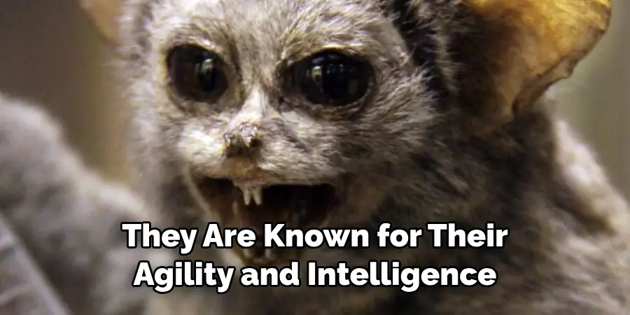 They Are Known for Their Agility and Intelligence