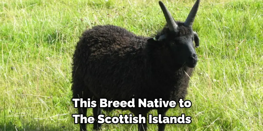 This Breed Native to 
The Scottish Islands