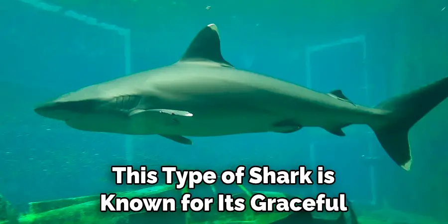 This Type of Shark is 
Known for Its Graceful
