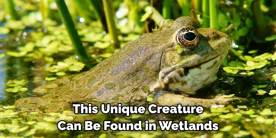 This Unique Creature 
Can Be Found in Wetlands