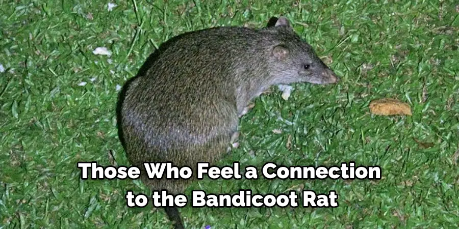 Those Who Feel a Connection
 to the Bandicoot Rat