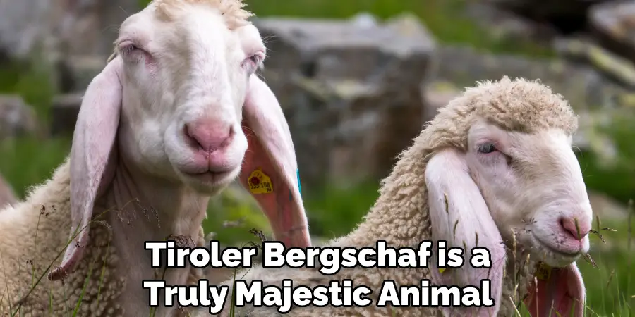 Tiroler Bergschaf is a Truly Majestic Animal