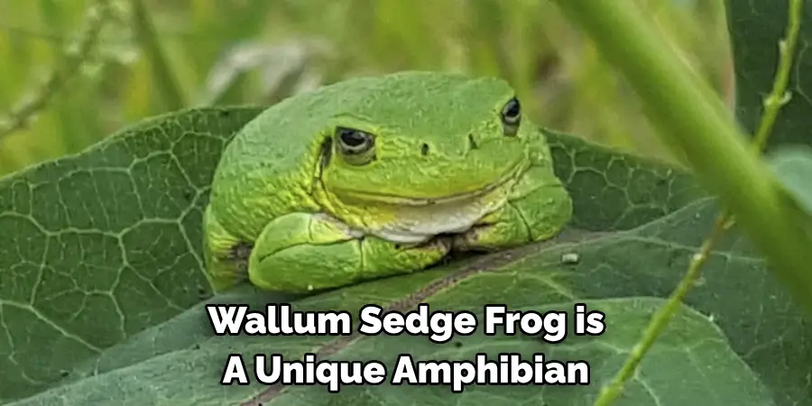 Wallum Sedge Frog is 
A Unique Amphibian