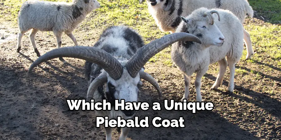 Which Have a Unique Piebald Coat