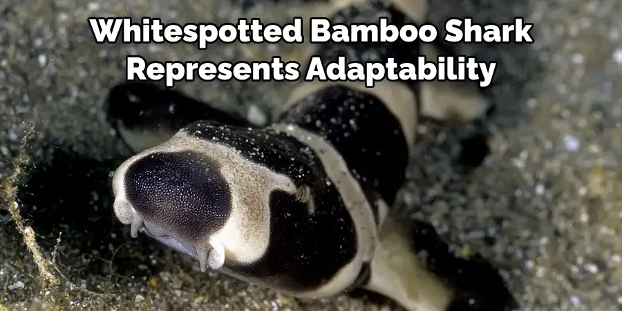 Whitespotted Bamboo Shark 
Represents Adaptability