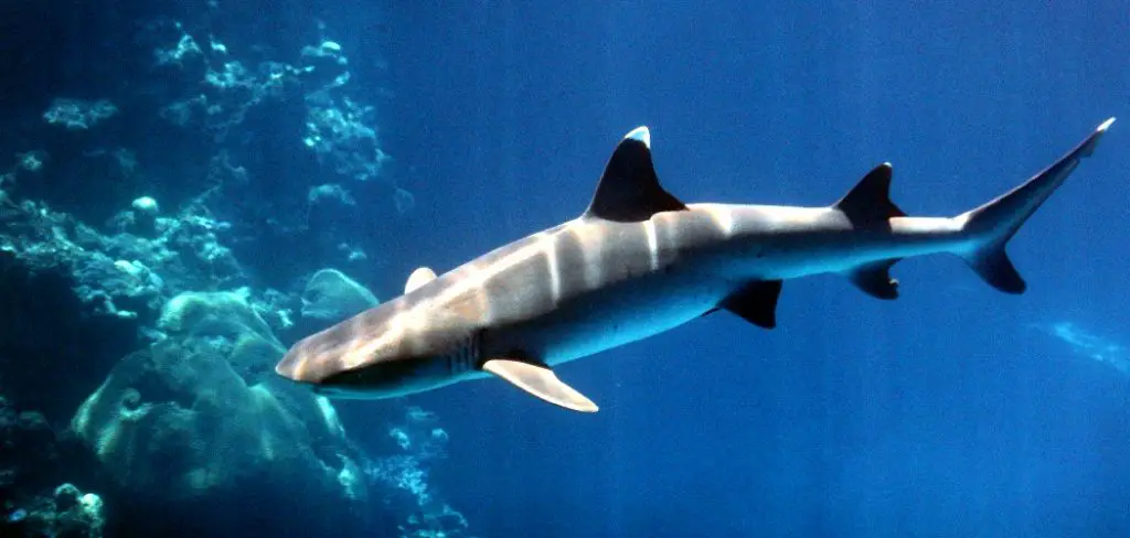Whitetip Shark Spiritual Meaning