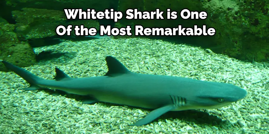 Whitetip Shark is One 
Of the Most Remarkable