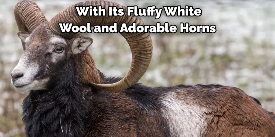  With Its Fluffy White 
Wool and Adorable Horns