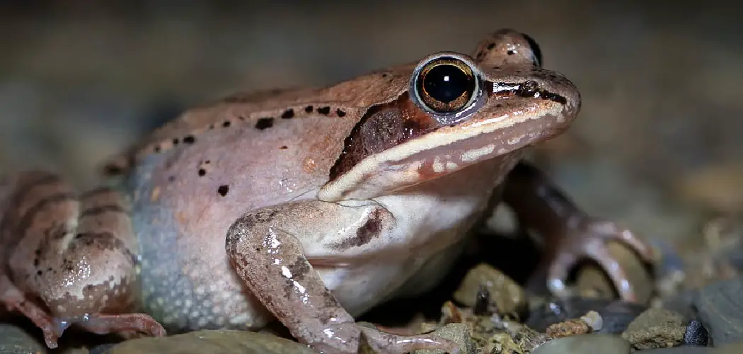 Wood Frog Spiritual Meaning