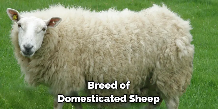 breed of domesticated sheep