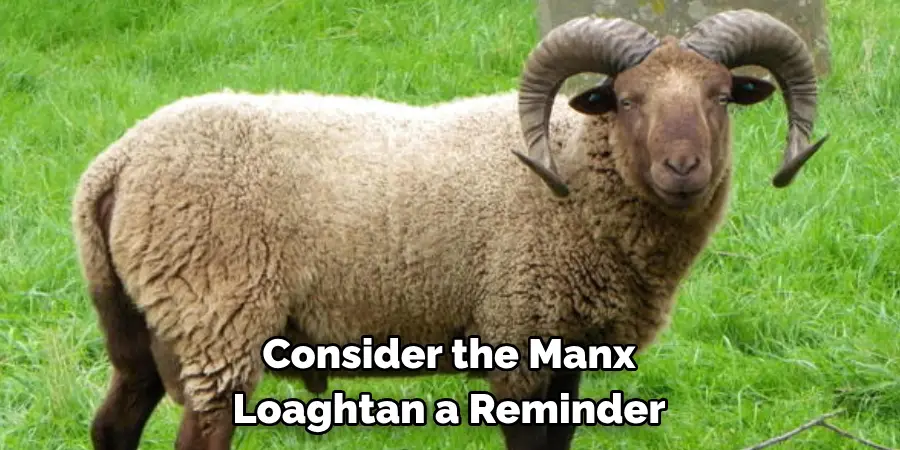  consider the Manx Loaghtan a reminder