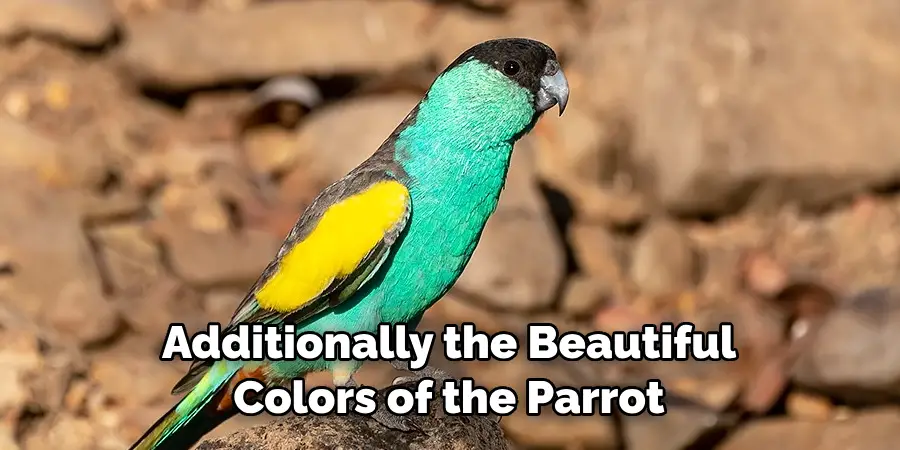 Additionally the Beautiful Colors of the Parrot