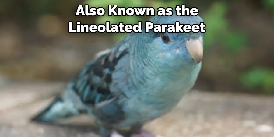 Also Known as the Lineolated Parakeet