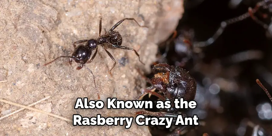 Also Known as the Rasberry Crazy Ant