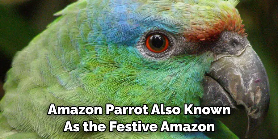 Amazon Parrot Also Known As the Festive Amazon
