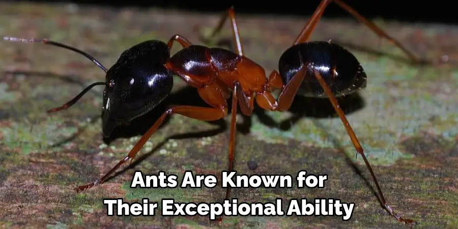 Ants Are Known for 
Their Exceptional Ability
