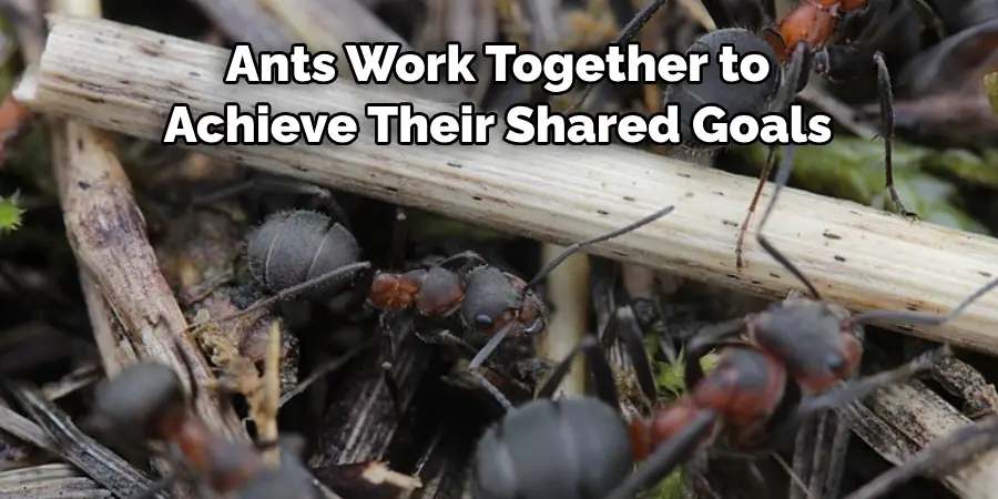 Ants Work Together to Achieve Their Shared Goals
