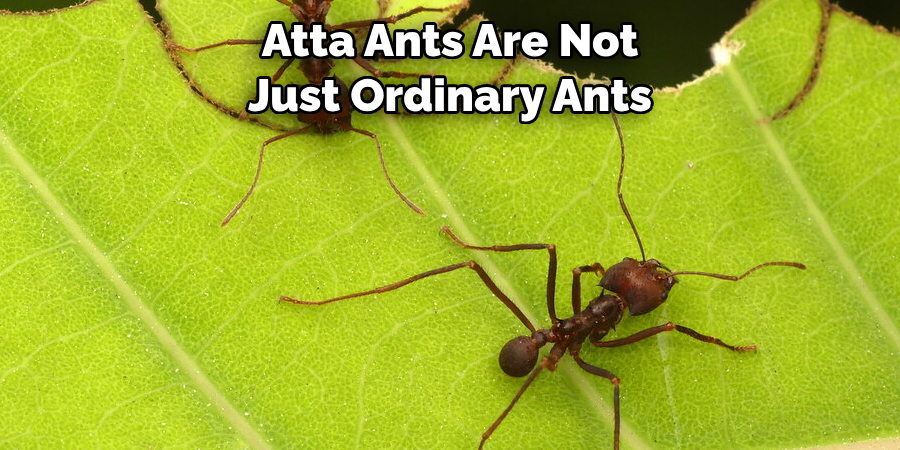 The Atta Ant is Seen as a Symbol of Determination