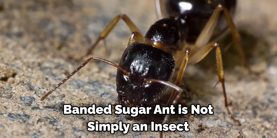 Banded Sugar Ant is Not 
Simply an Insect 