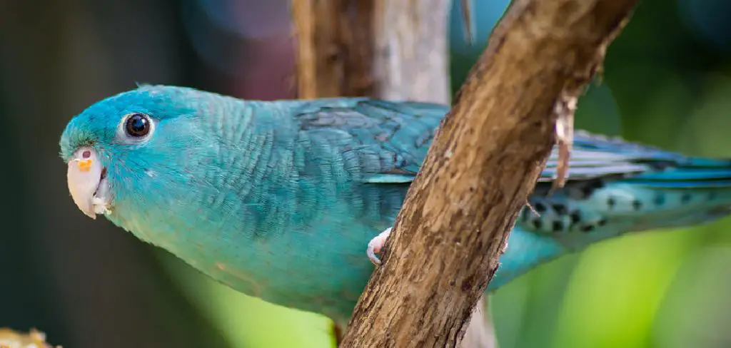 Barred Parakeet Spiritual Meaning