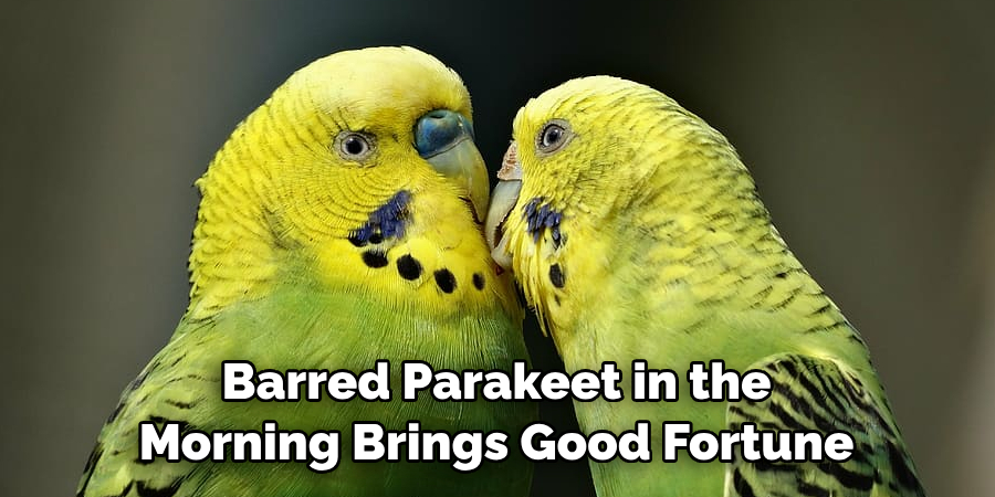 Barred Parakeet in the Morning Brings Good Fortune
