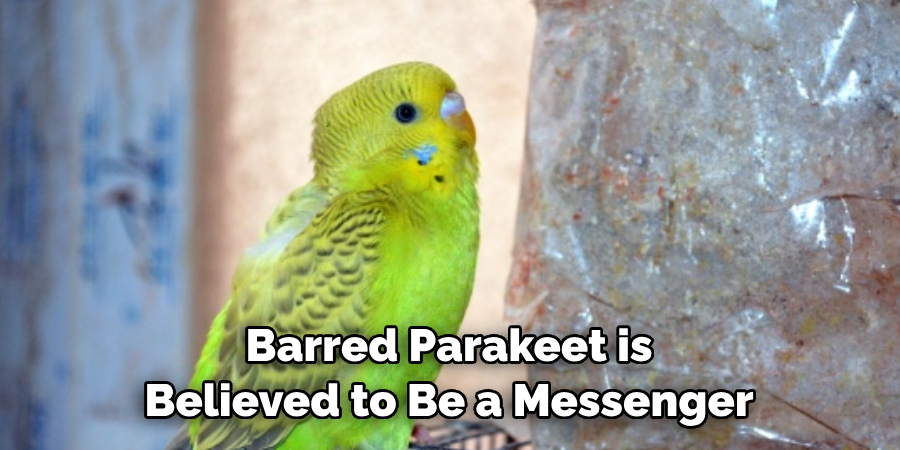 Barred Parakeet in the Morning Brings Good Fortune