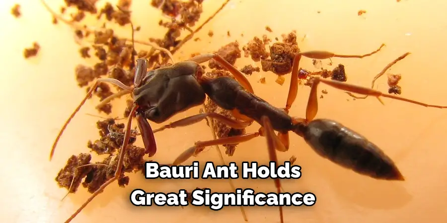 Bauri Ant Holds 
Great Significance