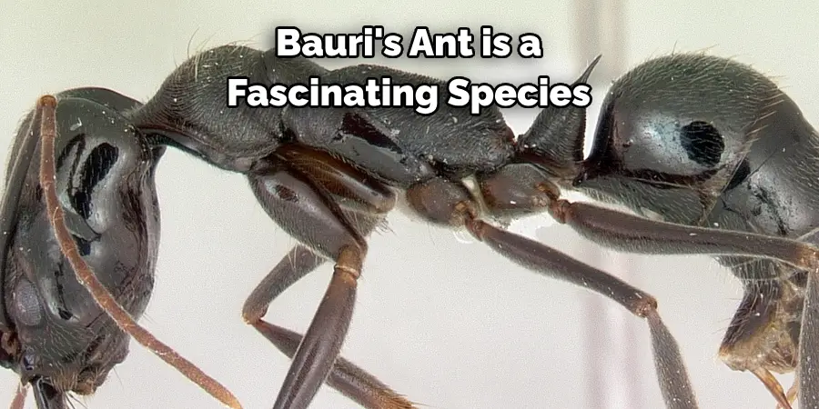 bauri ant holds great significance