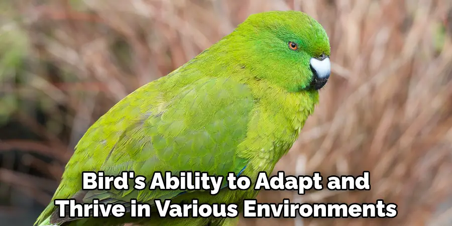 Bird's Ability to Adapt and Thrive in Various Environments
