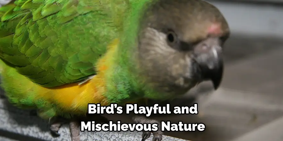 Bird’s Playful and Mischievous Nature