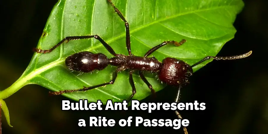Bullet Ant Represents a Rite of Passage