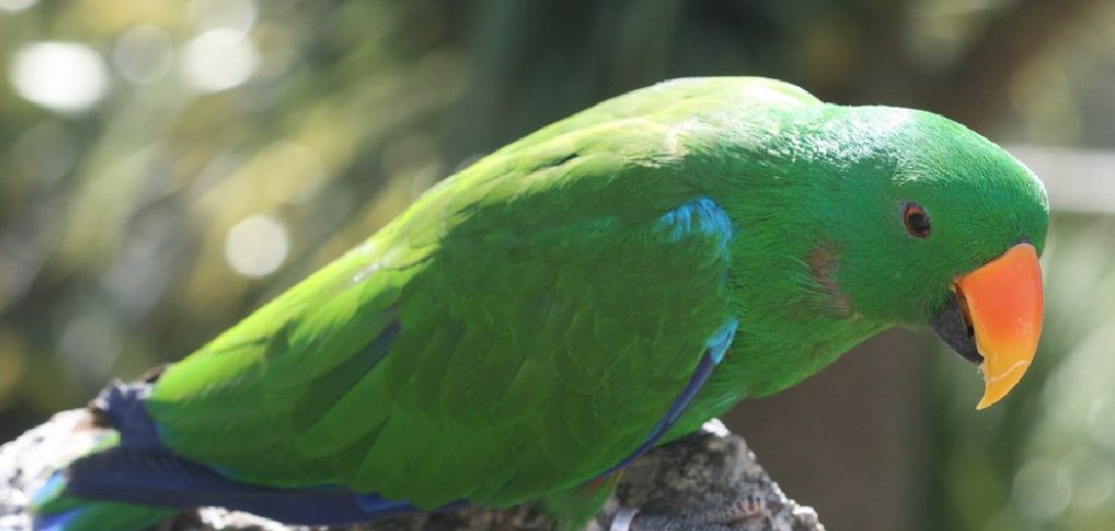 Cape Parrot Spiritual Meaning